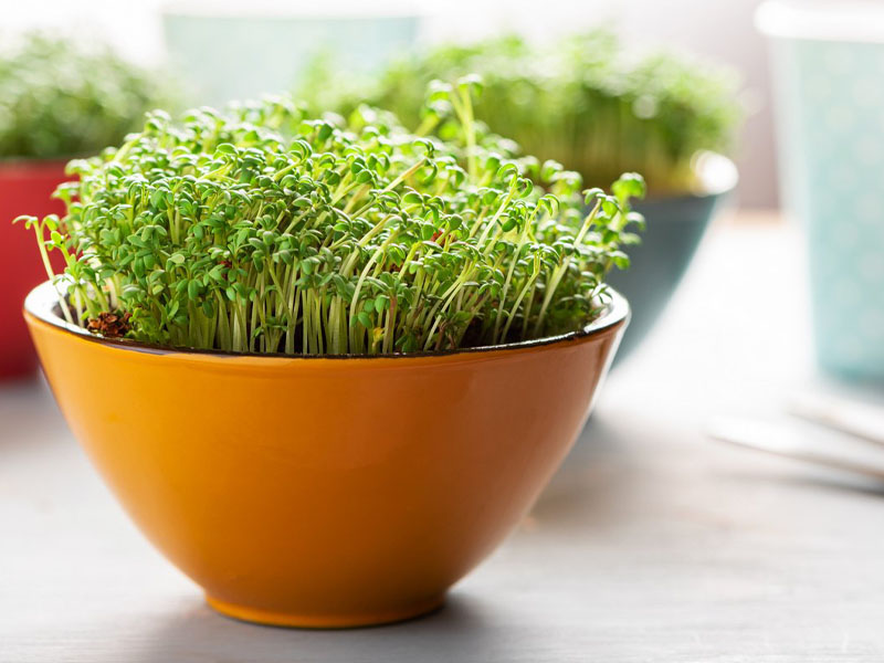 как выращивать микрозелень